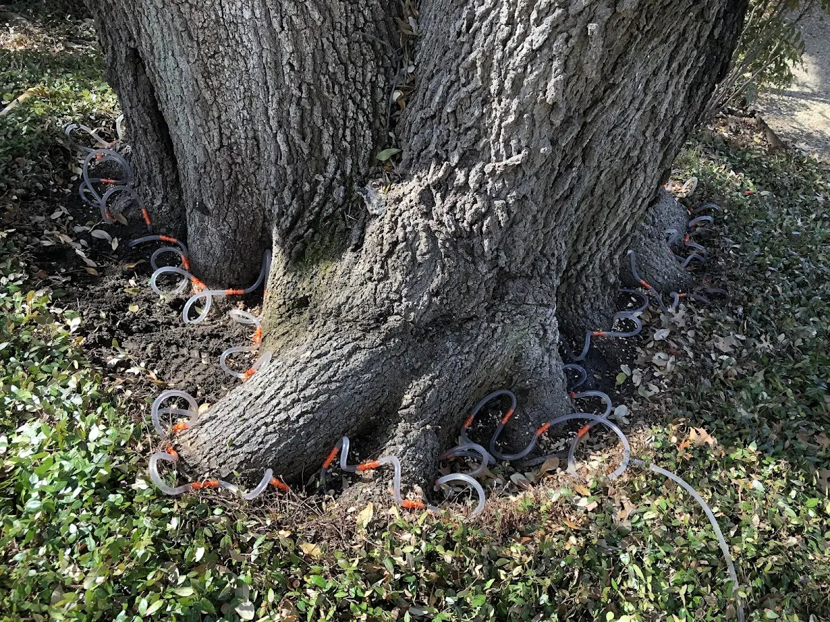 Detailed Tree Cabling and Bracing job site in Friday Harbor