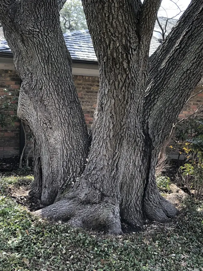 Mature heritage tree close to a Friday Harbor property cared for by certified arborists